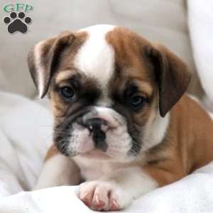 Janita, English Bulldog Puppy